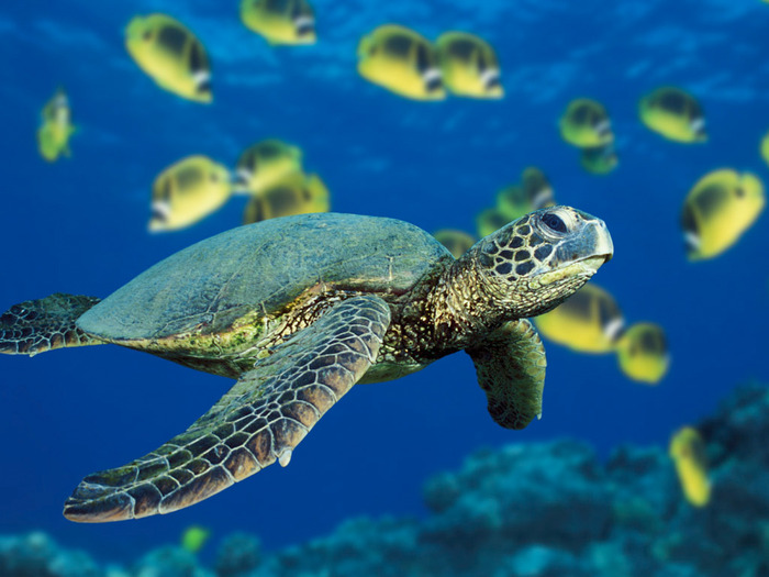 Green Sea Turtle - pictures of nature