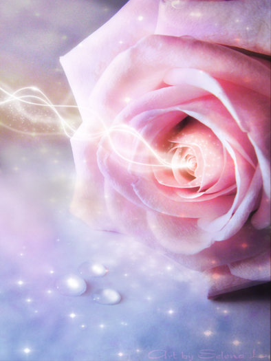 Enchanted_Rose_by_LadySelena