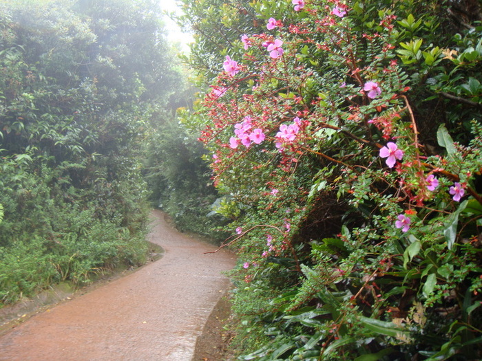 Path along Poas Volcano