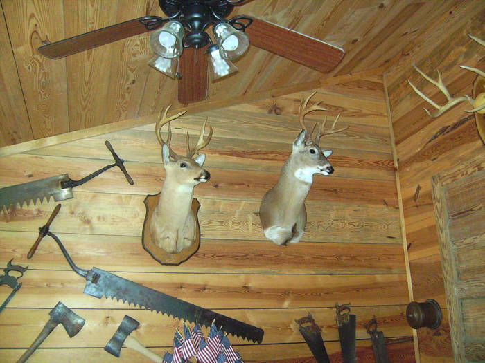 One of the many walls of deer heads in the lodge... - Hickory Ridge Lodge