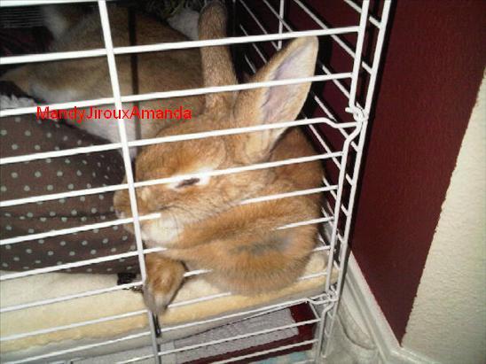 my bunny.elvis (2) - my bunny
