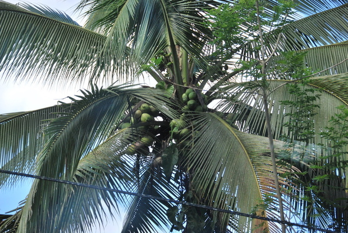 coconuts are real danger! - Costa Rica
