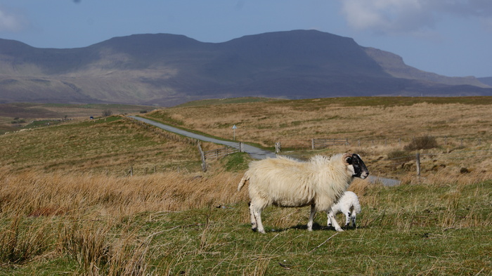 DSC05578 - Isle Of Skye