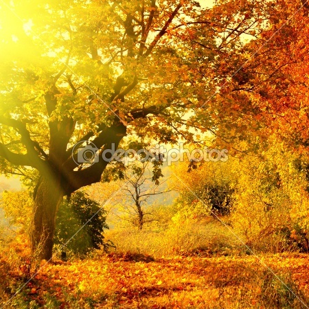 dep_1362679-Autumn-forest-with-sun-beam
