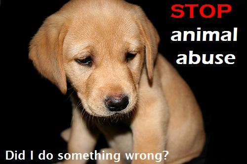 Stop animal abuse! - IS VERY IMPORTANT
