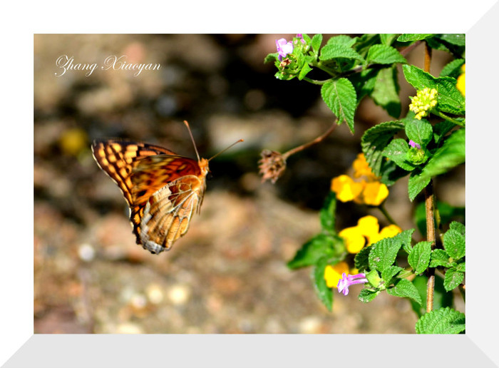 DSC_9611 - Butterfly2