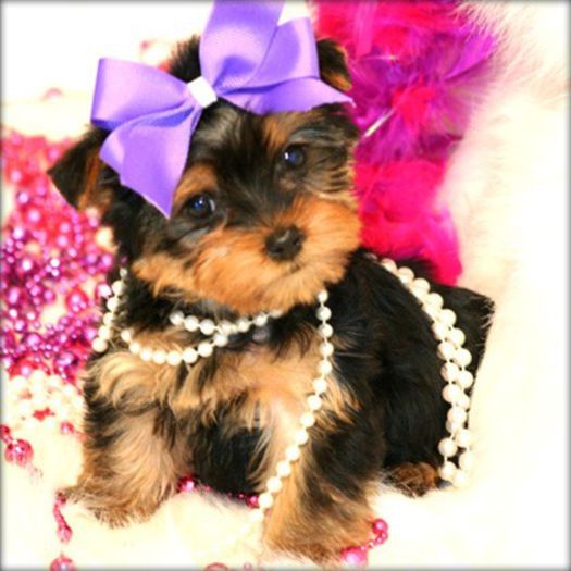 adorable_tiny_yorkie_puppy_15500191 - Copy - Dog Lover