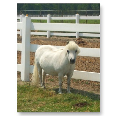 white_miniature_horse_postcard-p239818194075902516trdg_400[1] - Horses