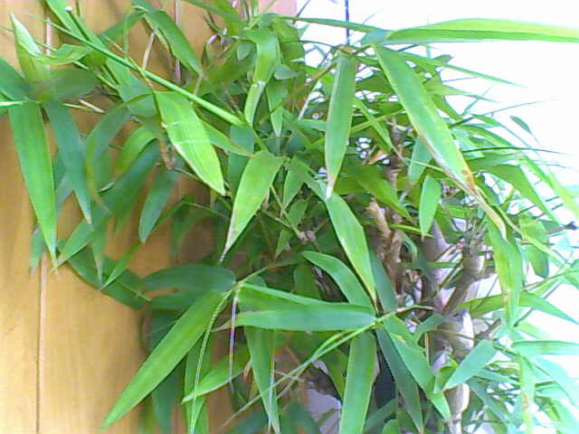 Bambus vulgaris - my flowers