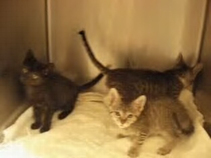 Some more cute kitties in need of a home. To adopt them please call - (323) 654-7060