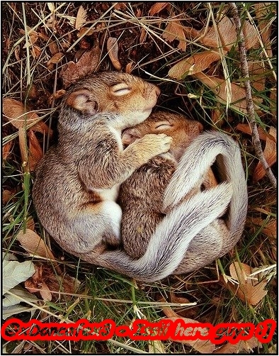 My squirrels DyAnna and ... - xx --Be my squirrel-ILS-- x