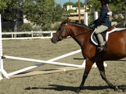 Horse Show30