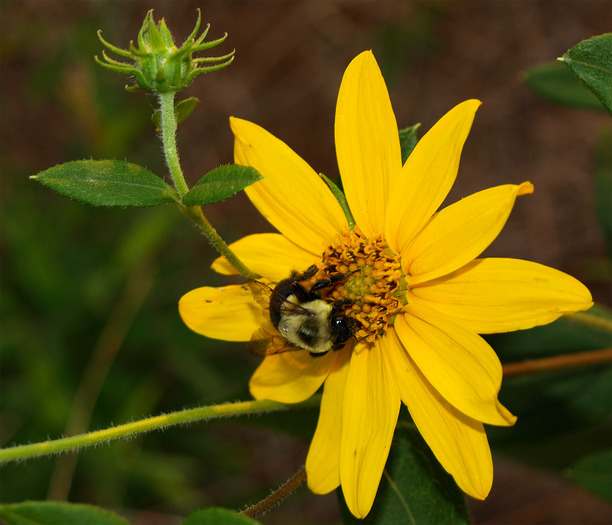 bee flower-27