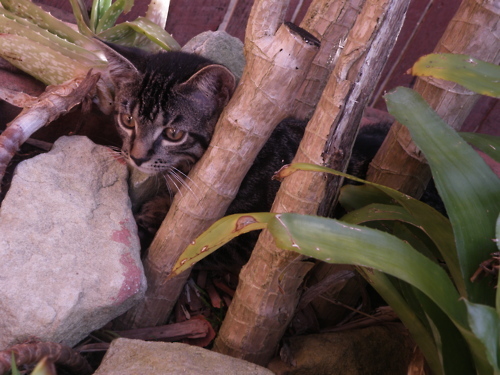 felix playing in the bushes