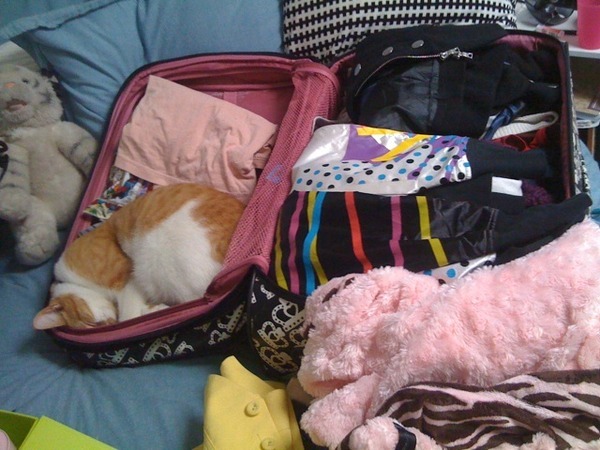 packing for my trip. Isaac doesn't want to be left at home.