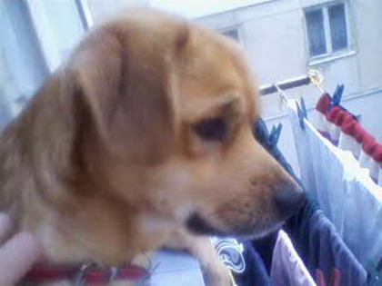 IMG063-01 - My dog Bodo