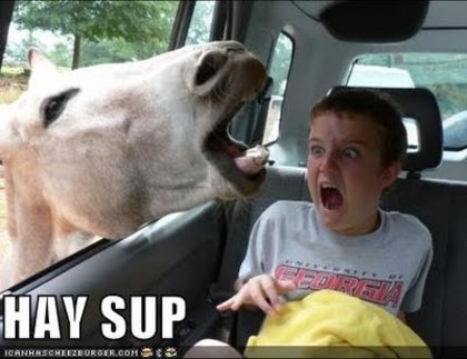 funny horse pictures with captions (8)[1]