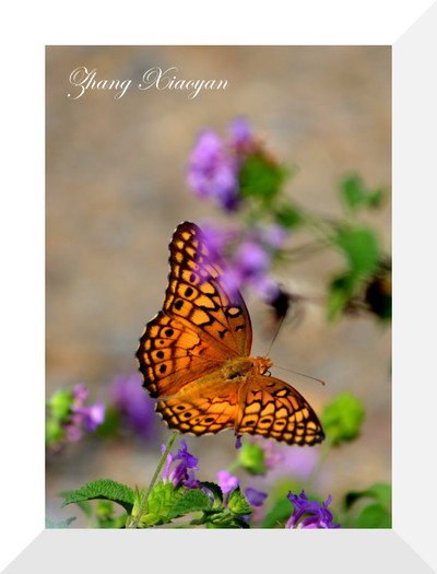 DSC_9618 - Butterfly2