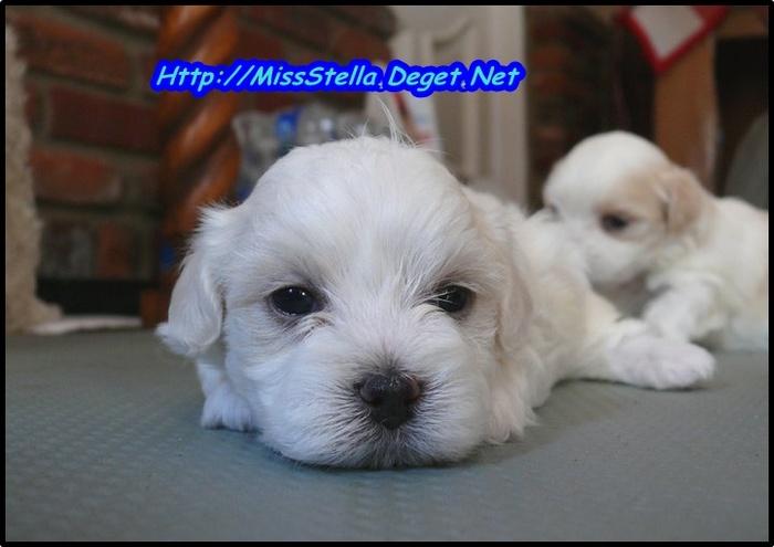 nuhh said. my puppy\'s are cuttest things in the world