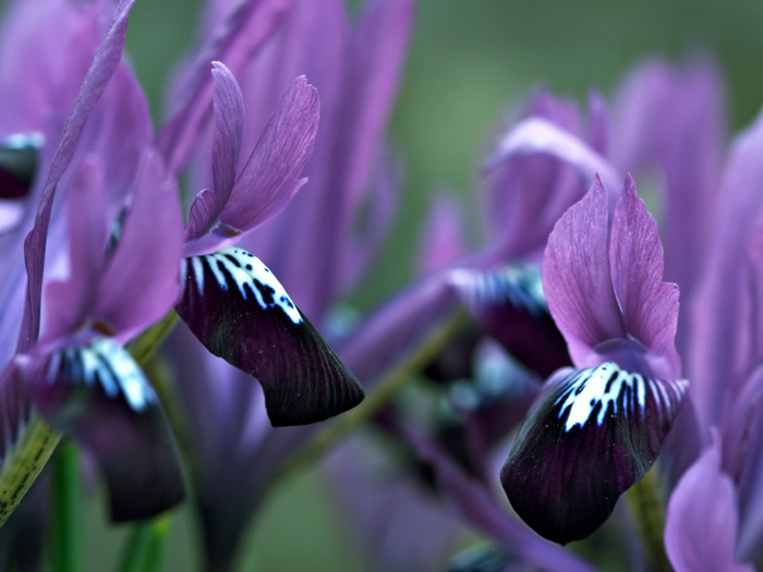 iris_purple_gem