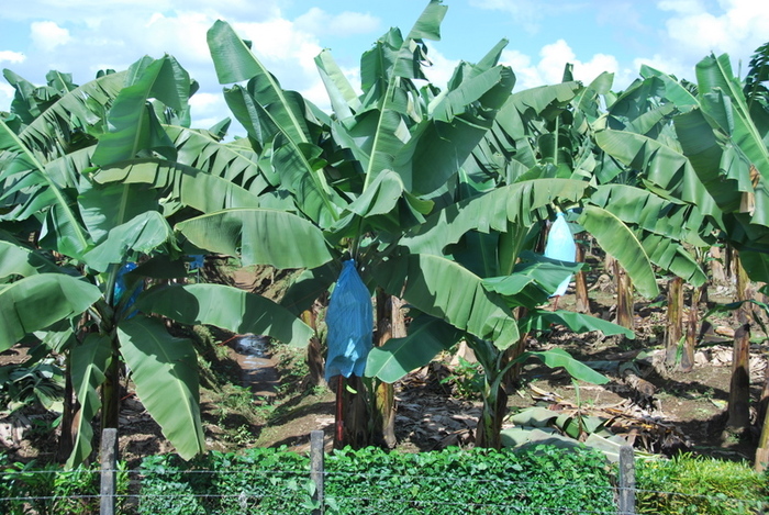 Banana plantation, 01/06/11; Banana plantation, 01/06/11
