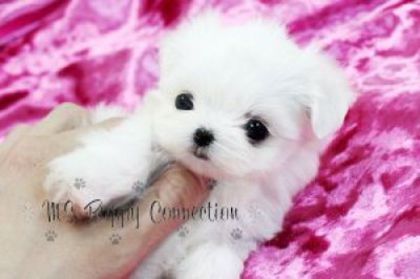 adorable_and_very_cuddly_maltese_puppies - Dog Lover