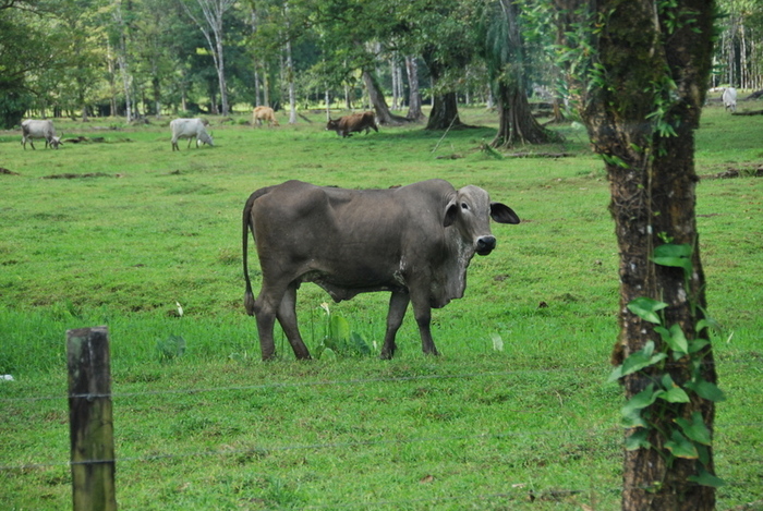 looks like a bull to me; Here there are cows, (looks more like a bull to me) 01/06/11
