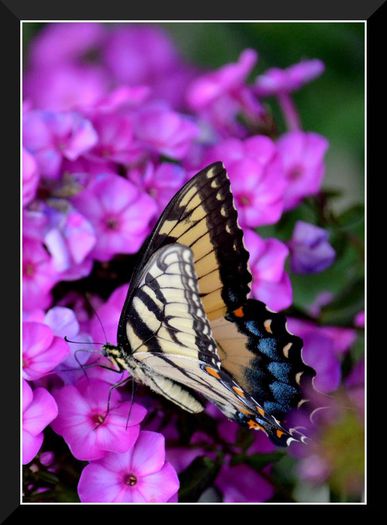 DSC_3047 - Butterfly