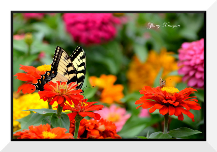 DSC_9180 - Butterfly