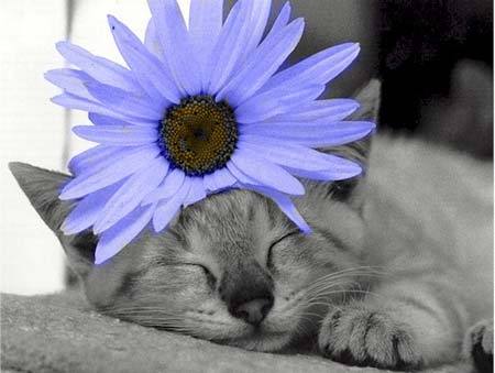 Pisi cu floare - Cats