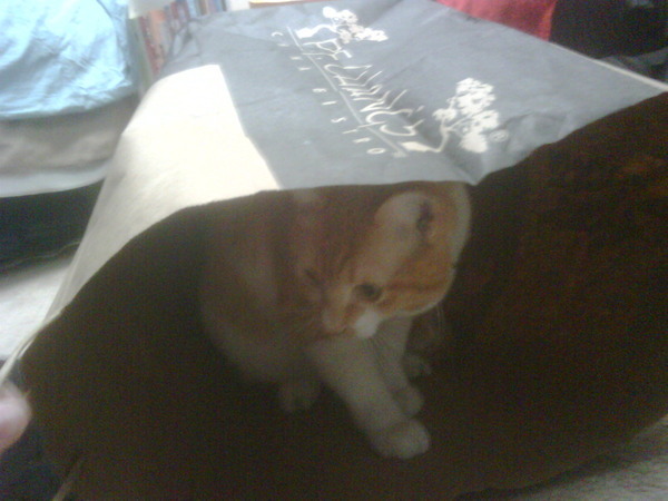 My cat, Isaac, is playing peekaboo in a paper bag!