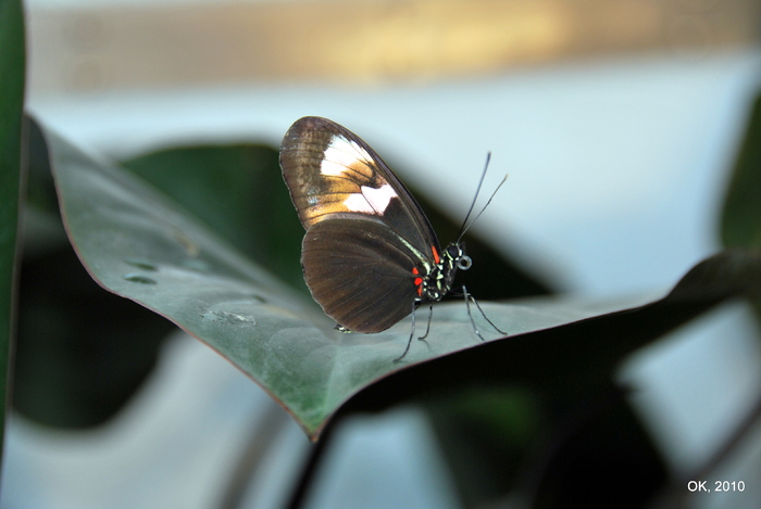 DSC_0159 - Butterfly