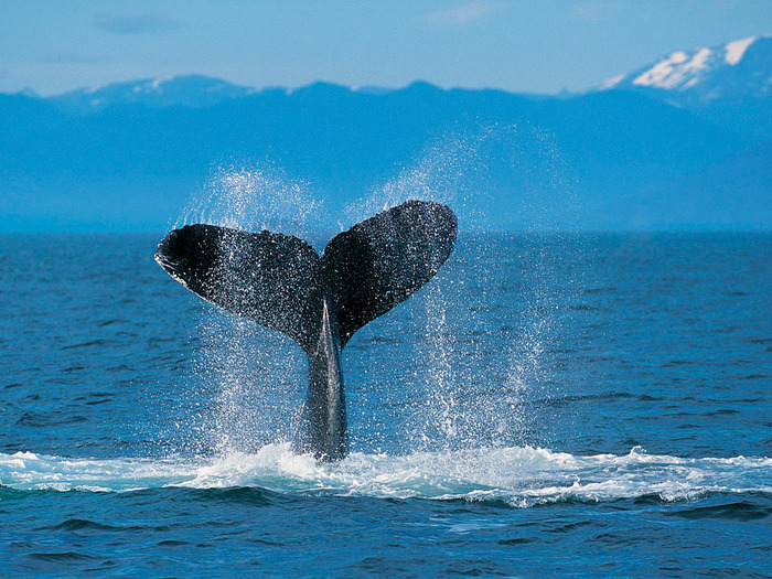 Humpback Whale - pictures of nature
