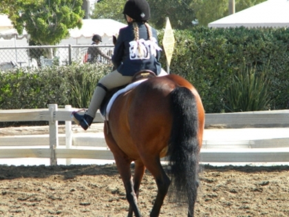 Horse Show22