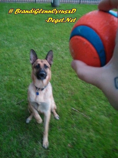 Feather gets SO excited about playing ball