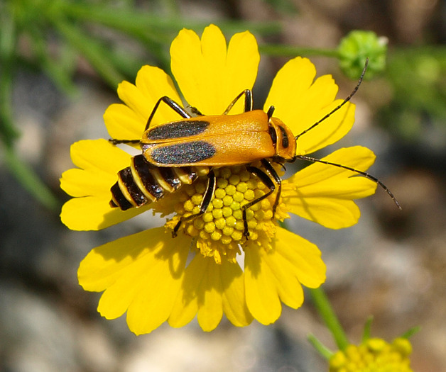 bug wild flower-8