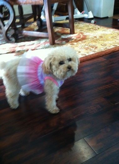 Maui is dressed up for her birthday!!!