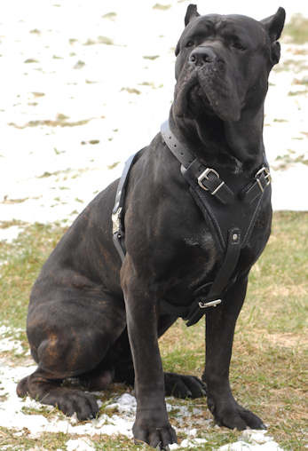 cane-corso-attack-leather-dog-harness_LRG - Cane Corso