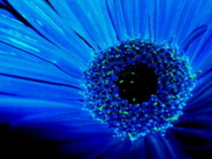 Flowers - x -Blue