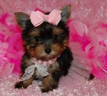 absolutely-adorable-yorkie-puppies-4fbe256754ab8e984834 - Copy - Dog Lover