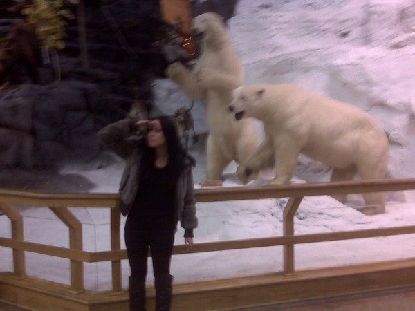 White bearsss@