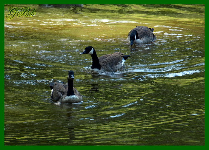 ducks-11 - A day at the lake