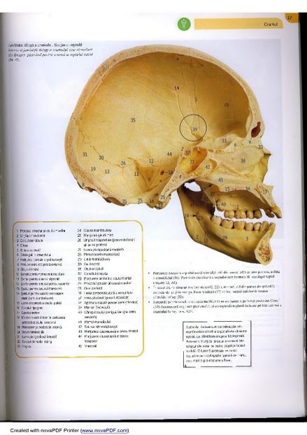 atlas-de-anatomie-20-638 - Osul temporal