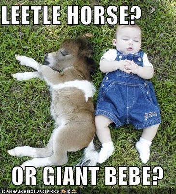 funny horse pictures with captions (9)[1]