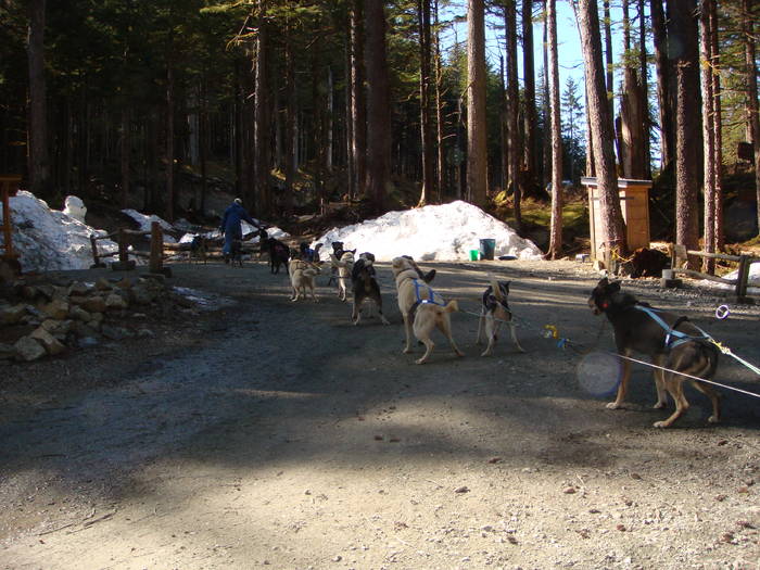 Musher's Camp in Juneau - Our 2009 Holiday