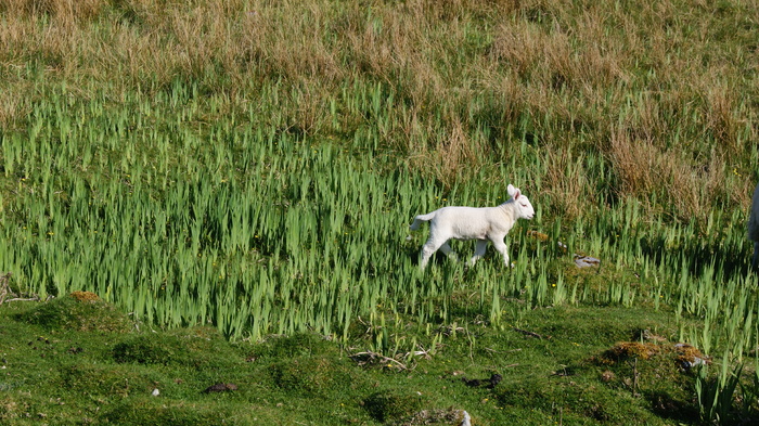 DSC05907 - Isle Of Skye