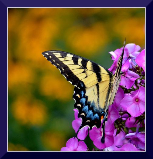 DSC_3040 - Butterfly