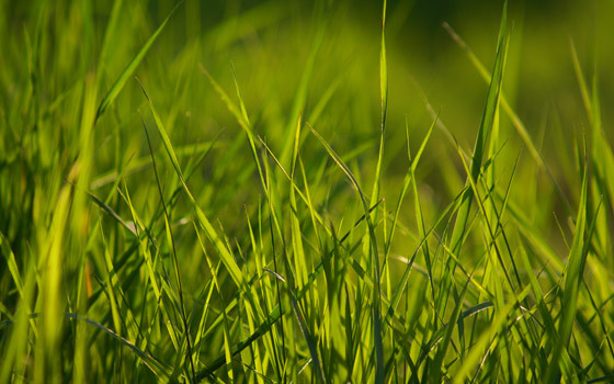 spring-grass-wallpaper-12