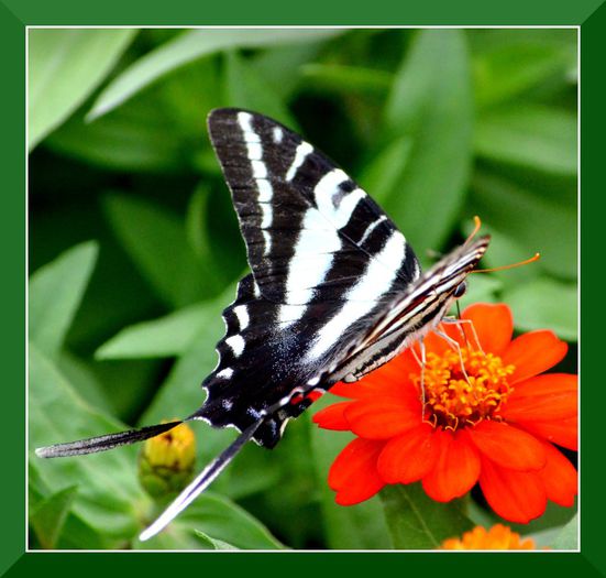 DSC_3156 - Butterfly2