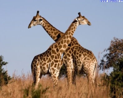 giraffe_16